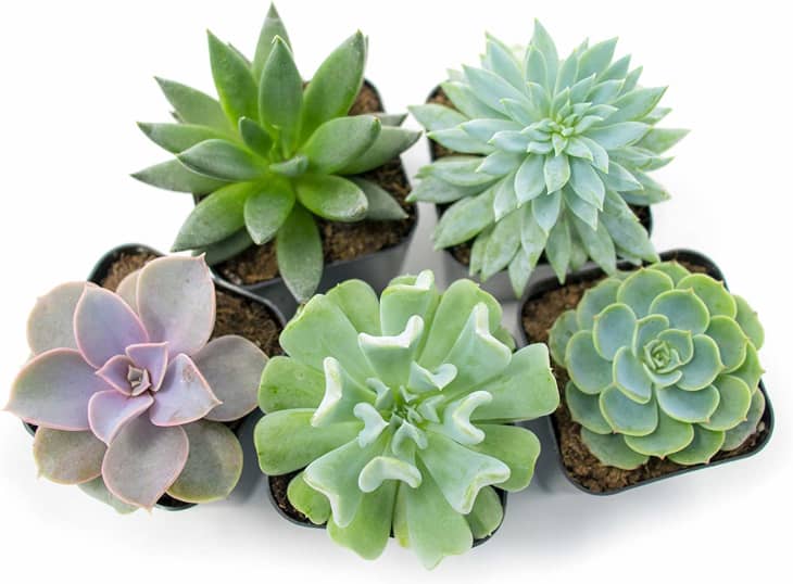 The Best Plants to Give as Gifts Apartment Therapy